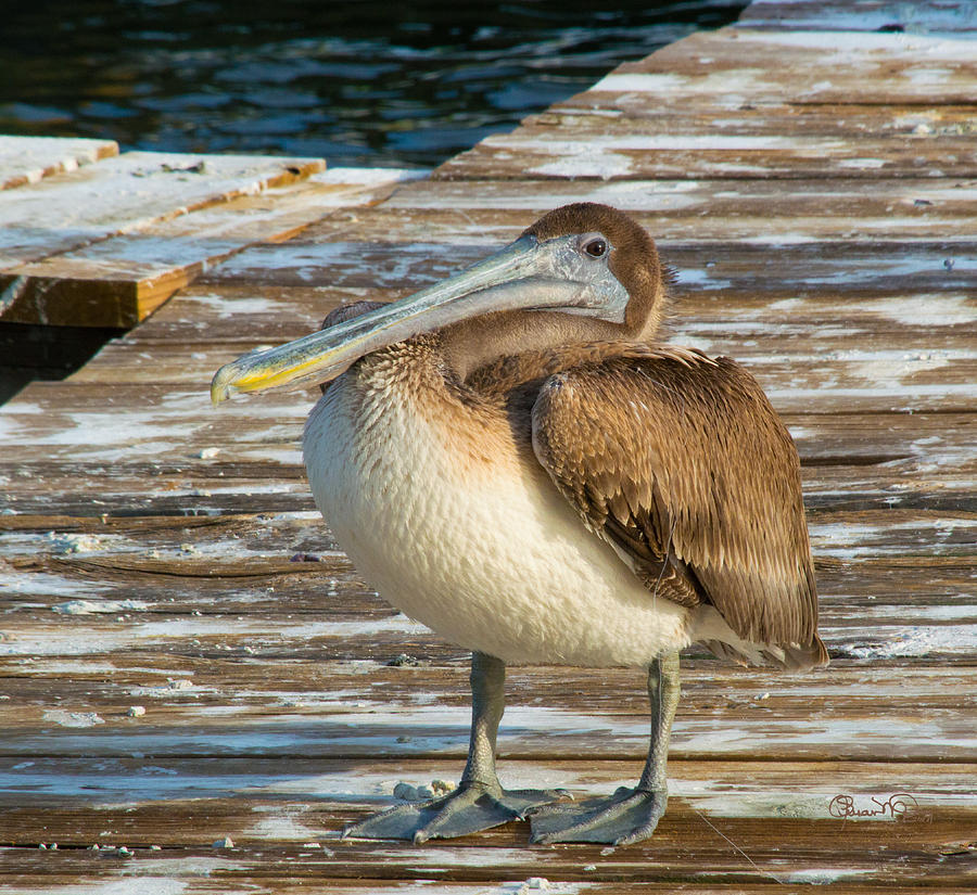 Sleepytime Pelican II Photograph by Susan Molnar
