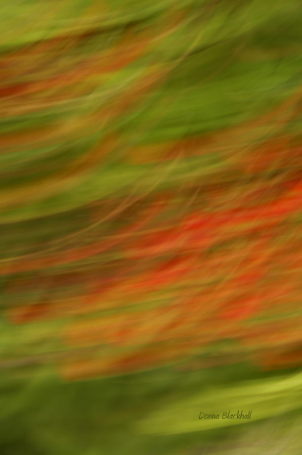 Sleigh Ride Photograph by Donna Blackhall