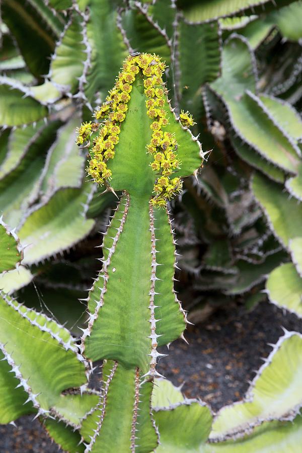 Slender Candelabra Euphorbia (euphorbia Avasmontana) Photograph by Bob Gibbons/science Photo Library
