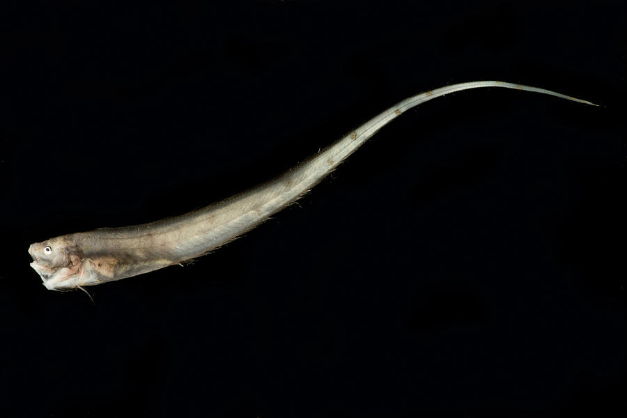 Slender Cusk Eel Porogadus Miles Photograph by Dant Fenolio