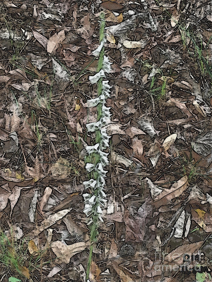 Slender Ladies Tresses Orchids Photograph by Donna Brown