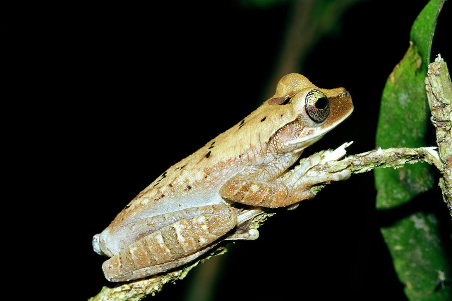 Slender-legged Tree Frog Photograph by Dr Morley Read/science Photo Library