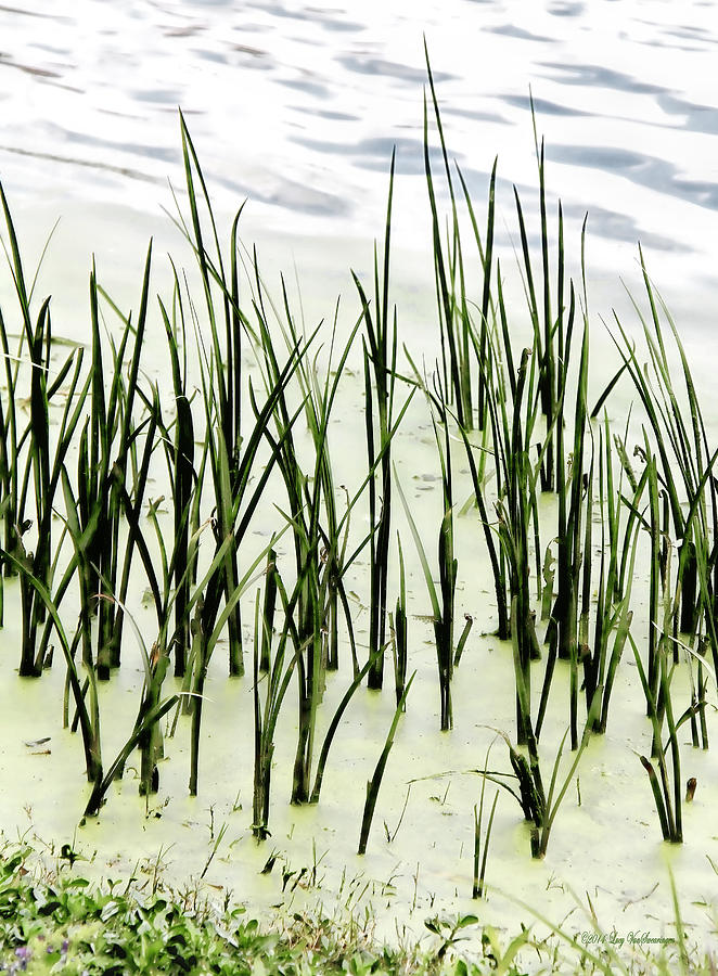 Slender Reeds Photograph by Lucy VanSwearingen