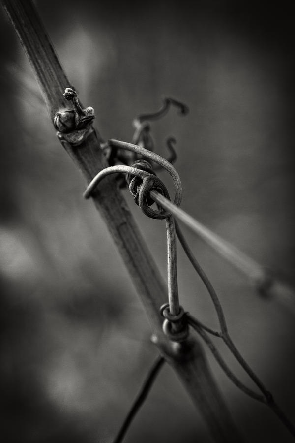 Black And White Photograph - Slender by Russell Styles