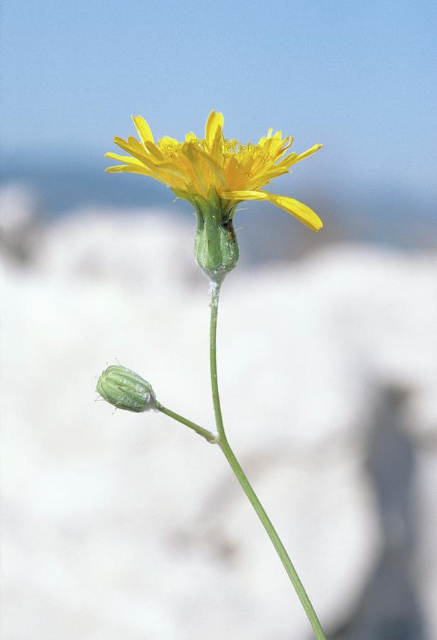 Flower Photograph - Slender Sowthistle (sonchus Tenerrimus) by Bruno Petriglia/science Photo Library