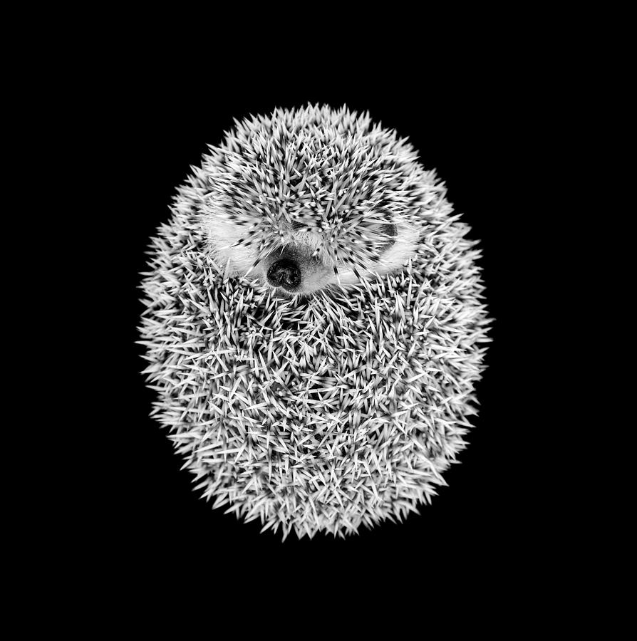 Wildlife Photograph - Sleeping Hedgehog by Tim Booth