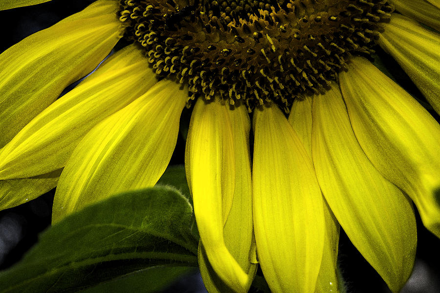 Slice of a Sunflower Photograph by Judy Hall-Folde