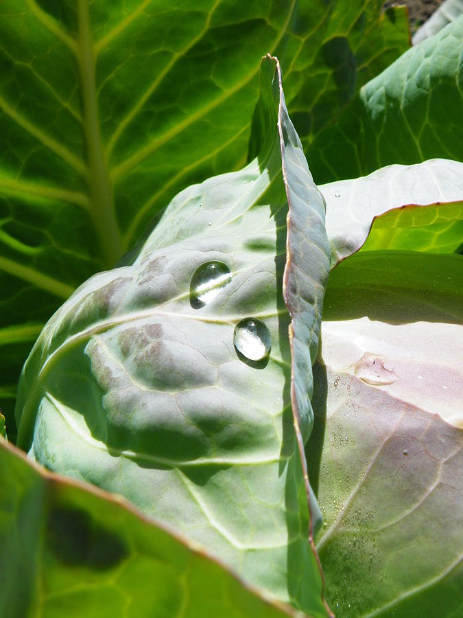 Sliced Photograph - Sliced cabbage by Brian Boyle Sliced Photograph - Sliced cabbage by Brian Boyle