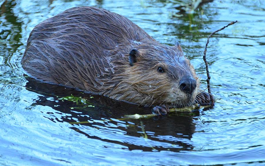 Slick Beaver Photograph by Jeff R Clow