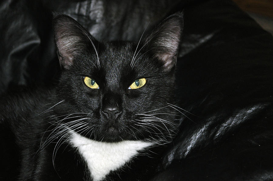 Slick The Black Cat Photograph
