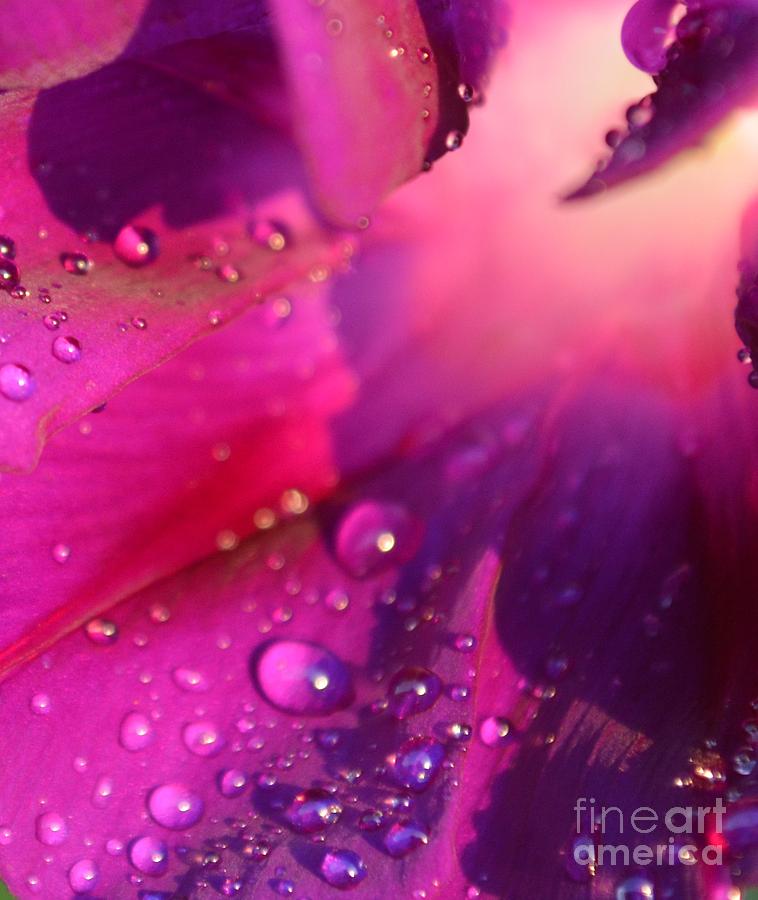 Flowers Still Life Photograph - Slide to Glory by Lne Kirkes