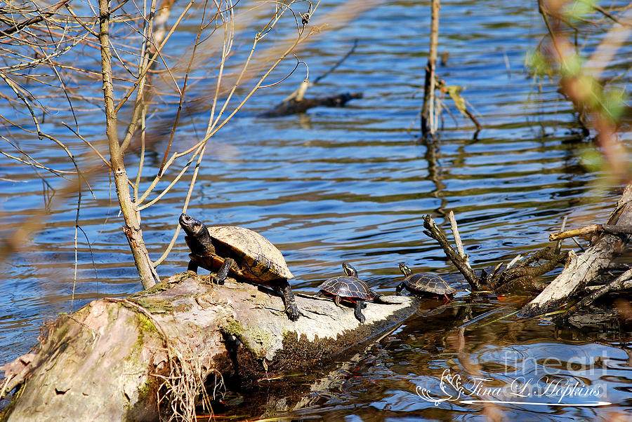 Slider and Red Bellied Turtles 20120317_74a Photograph by Tina Hopkins