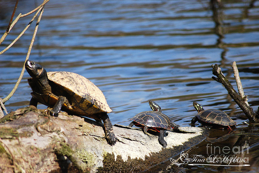 Slider and Red Bellied Turtles 20120317_75a Photograph by Tina Hopkins