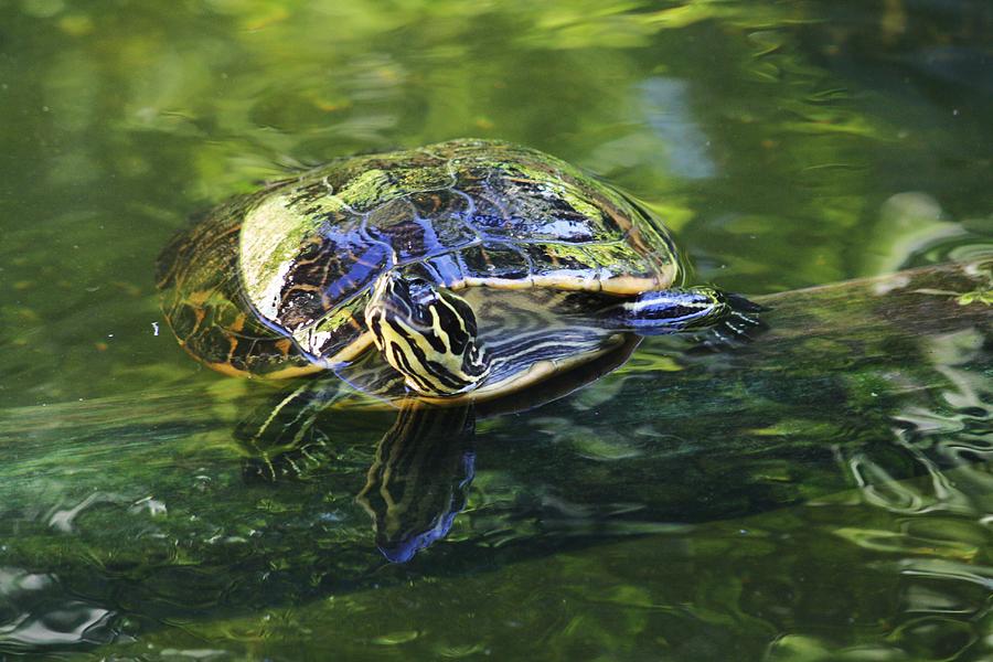 Slider Photograph by Chuck Hicks - Fine Art America