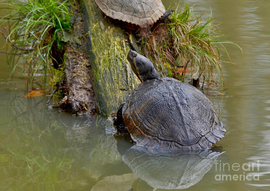 Slider Turtle Photograph by Kathy Baccari