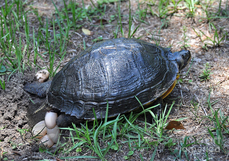 Slider Turtle Laying Eggs Photograph by Kathy Baccari