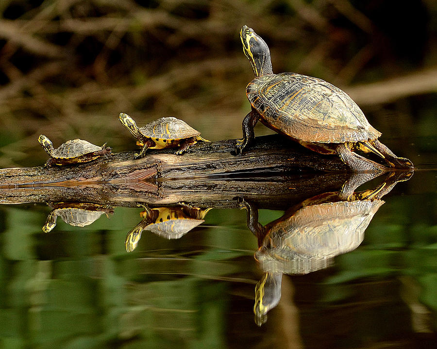 Yellowbellied sliders basking, Lake Lucas, North Carolina, Photograph, Print Photograph by Eric