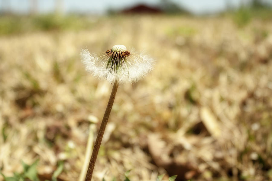 Slighty Used Dandelion Photograph by Eugene Campbell
