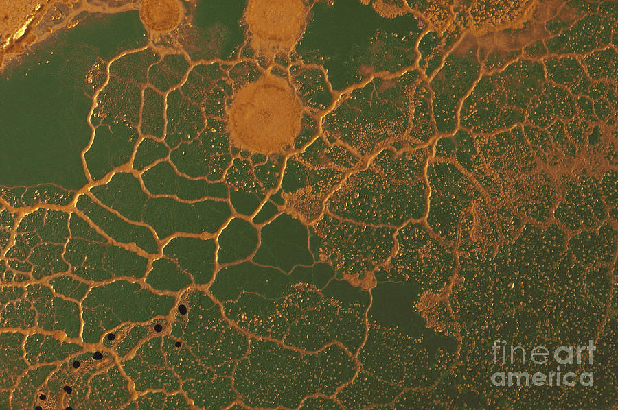 Slime Mold Plasmodium Photograph by Biology Pics