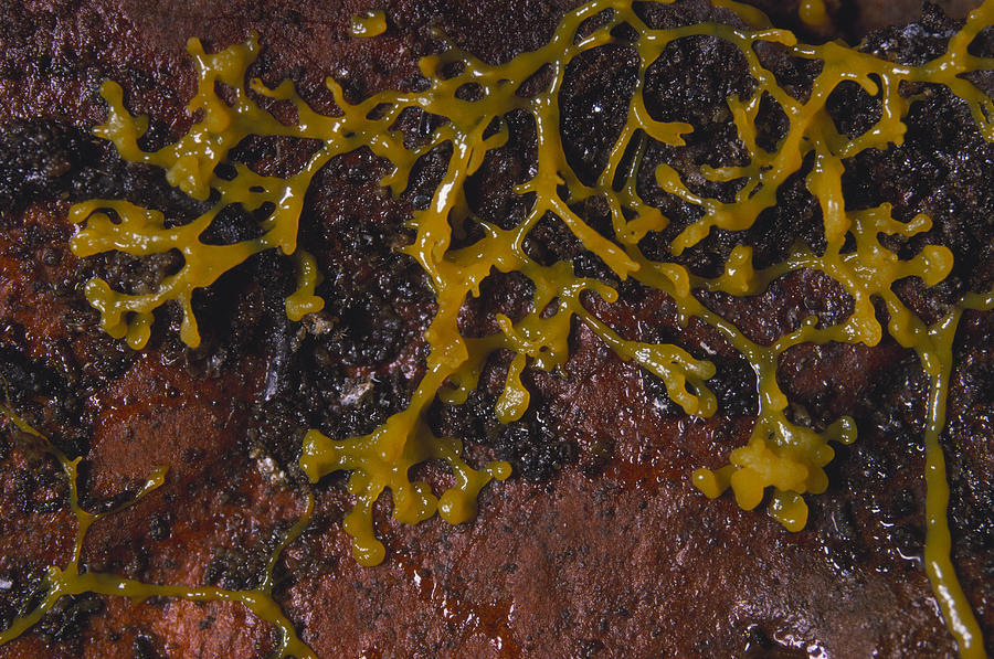 Slime Mold Plasmodium Photograph by Ray Simons