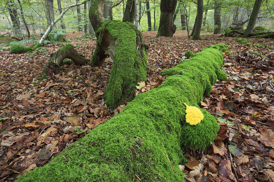 Slime Mold With Moss In Beech Forest Photograph by Heike Odermatt