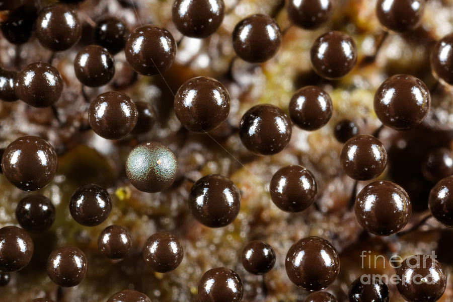 Mushroom Photograph - Slime Molds by Frank Fox