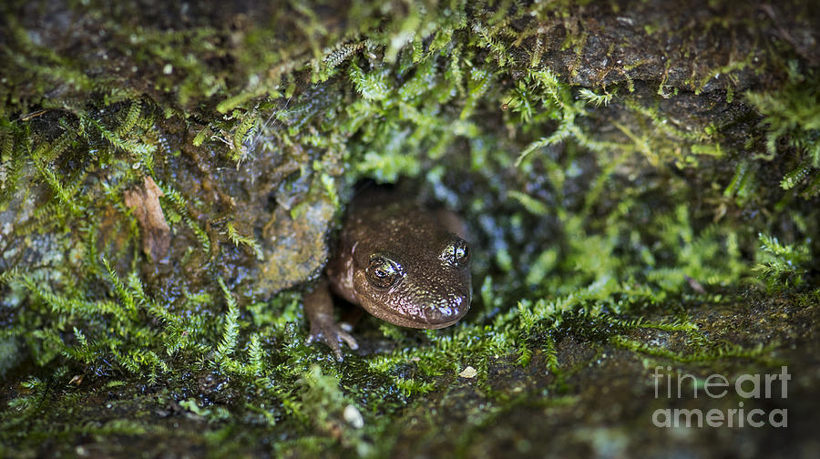 Slimy Little Salamander Photograph