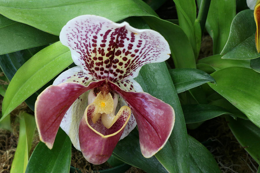 Slipper Orchid 1 Photograph by Allen Beatty