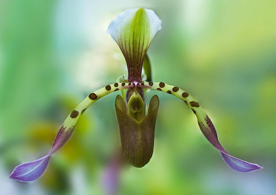 Slipper Orchid of Selby Gardens Photograph by Ginger Wakem