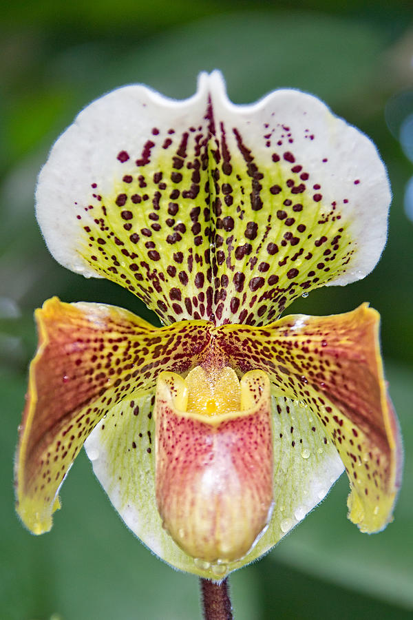 Slipper Orchid Photograph by Jemmy Archer