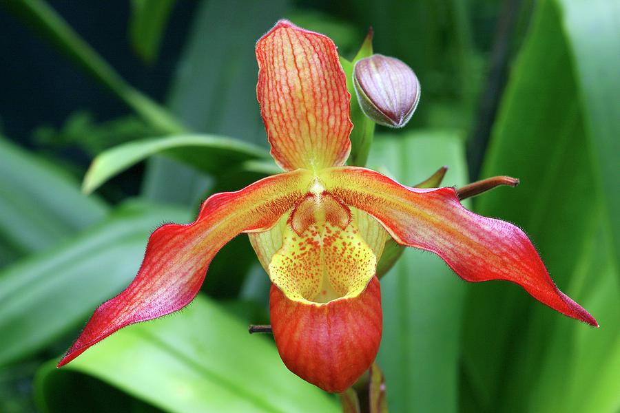 Slipper Orchid (phragmipedium 'noirmont') Photograph by Neil Joy ...