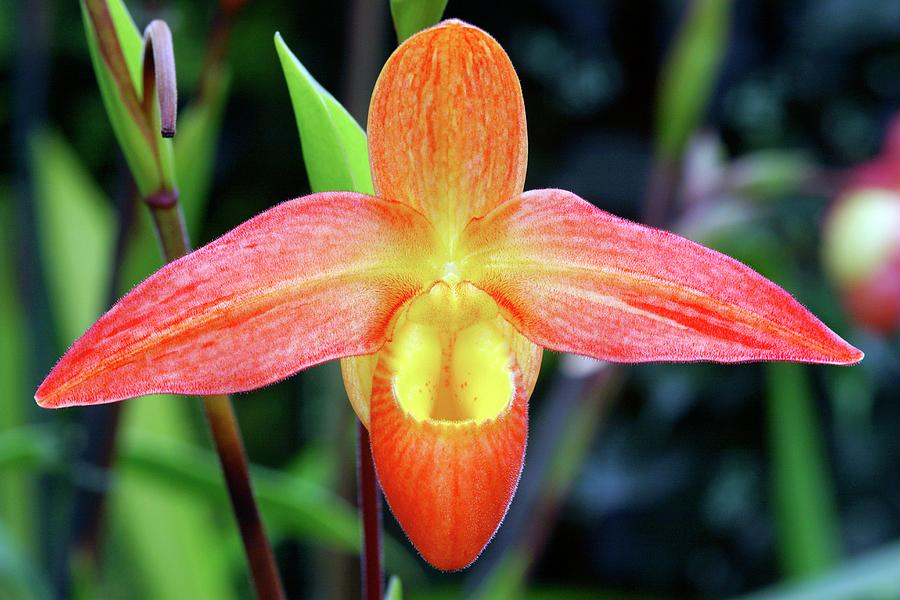 Slipper Orchid (phragmipedium 'ovaisne') Photograph by Neil Joy/science ...