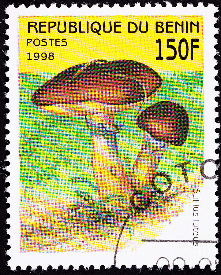 Mushroom Photograph - Slippery Jack Mushrooms by Jim Pruitt