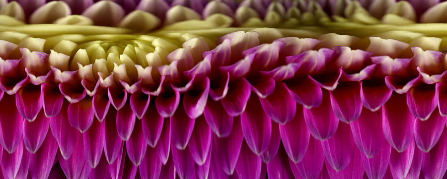 Slit-scan Image Of Dahlia Flower Photograph by Ted Kinsman