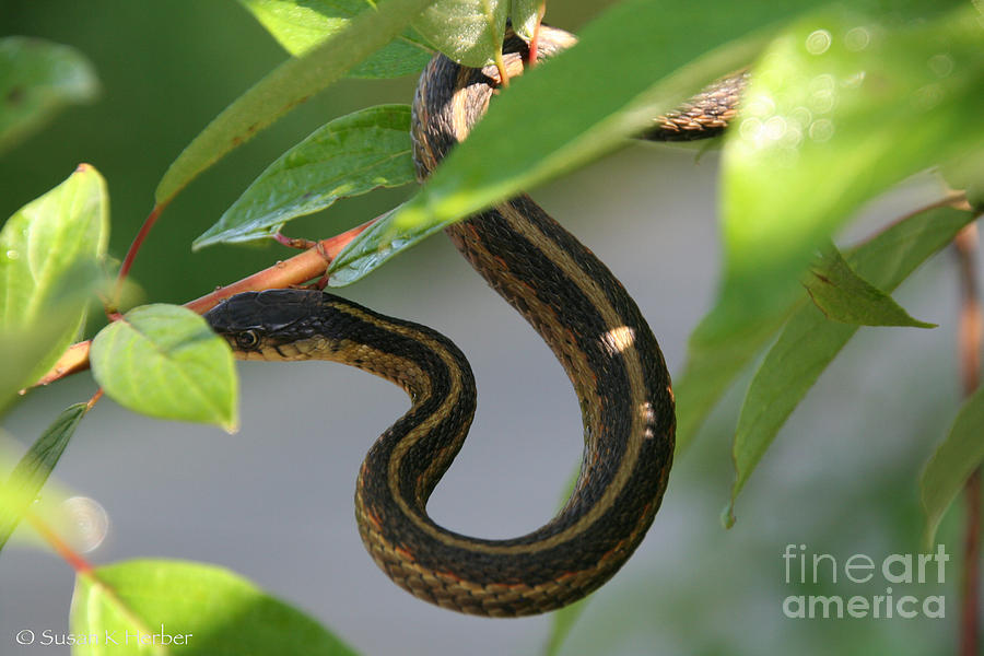 Slither Moves Photograph by Susan Herber