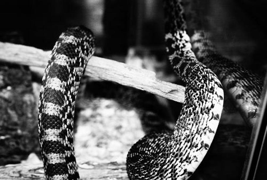Slither Photograph by Samantha Lusby