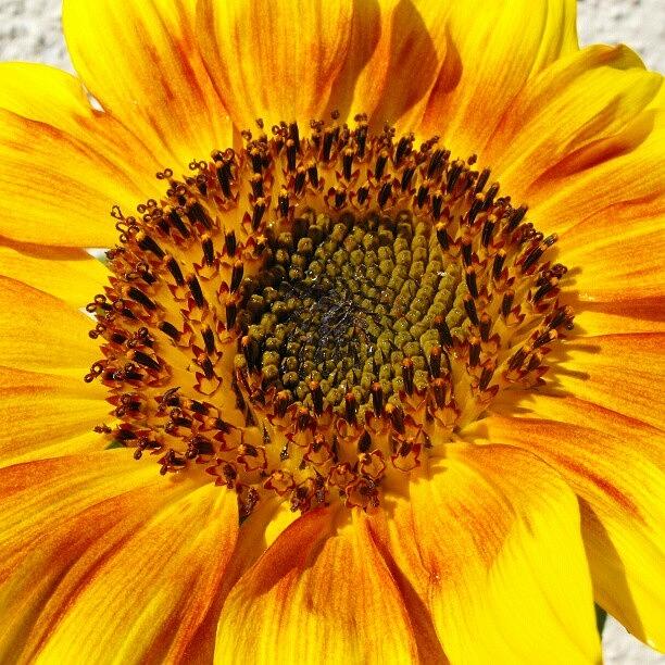 Sunflower Photograph - #slnecnica #sunflower #flora #slovakia by Mato Mato