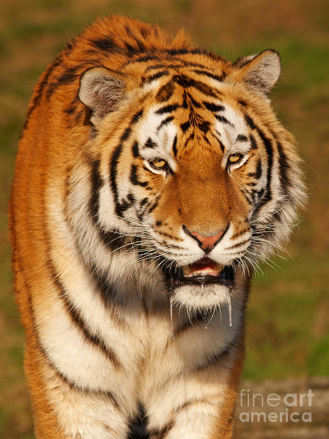 Wildlife Photograph - Slobbering Siberian Tiger by Nick  Biemans