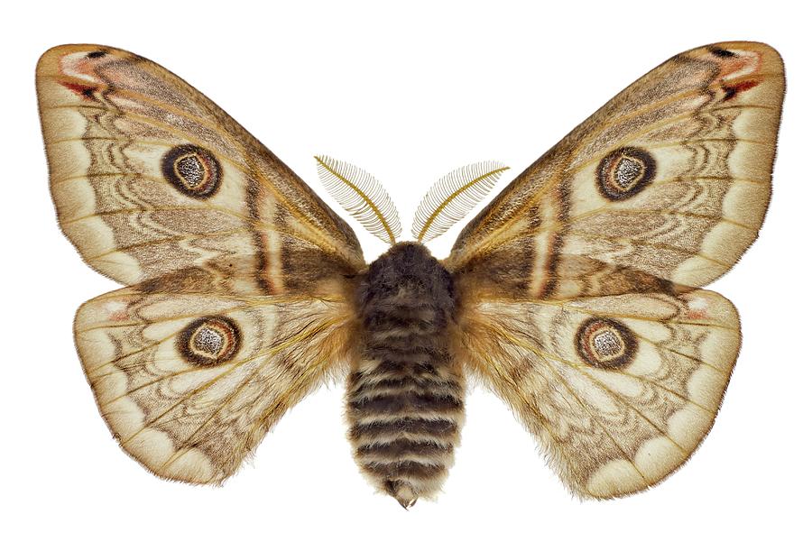 Wildlife Photograph - Sloe Emperor Moth by F. Martinez Clavel