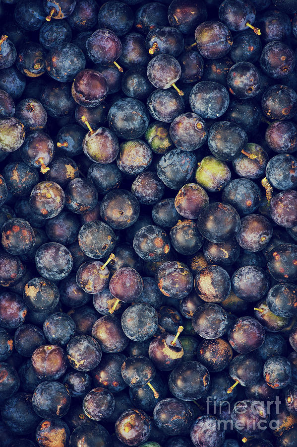 Sloes Photograph by Tim Gainey