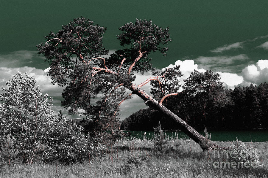 Sloping Pine Photograph by Evgeniy Lankin