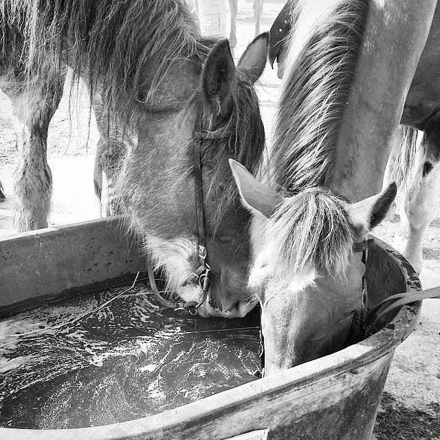 Horse Photograph - Sloshin Good Time by Robin Greenhalgh