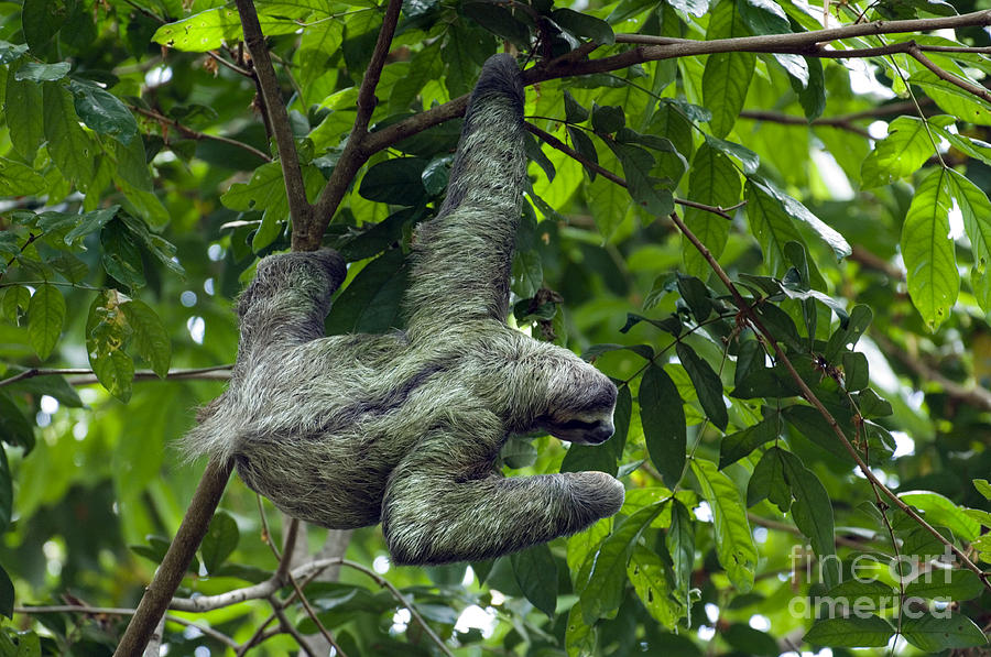 Sloth 8 Photograph by Arterra Picture Library