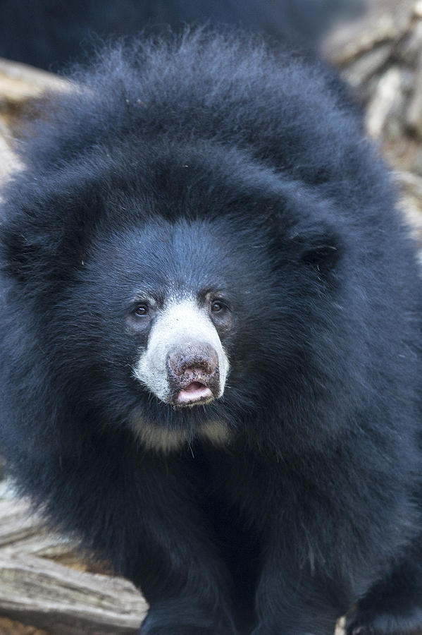 Sloth Bear Photograph by Mark Newman