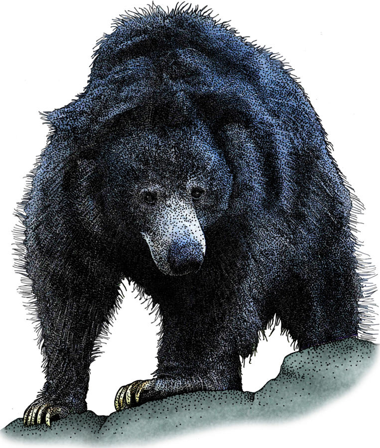 Sloth Bear, Melursus Ursinus Photograph by Roger Hall