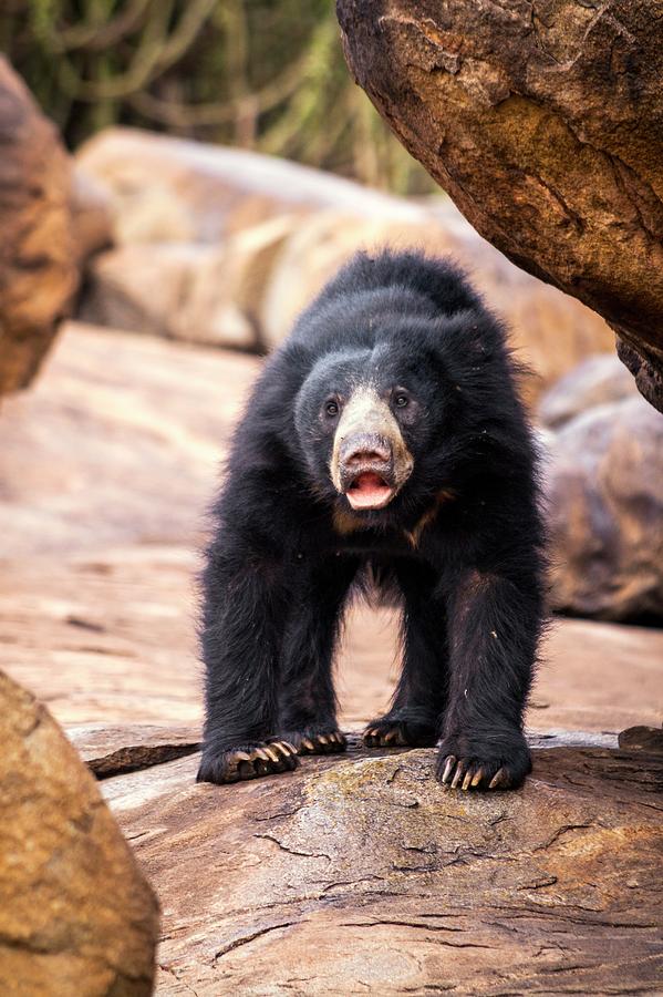 Nature Photograph - Sloth Bear by Paul Williams