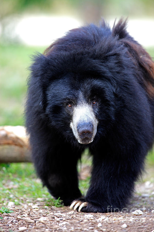 Sloth Bear Photograph by Sohns/Okapia