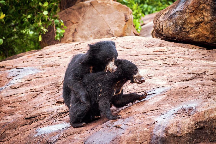 Sloth Bears Play-fighting Photograph by Paul Williams