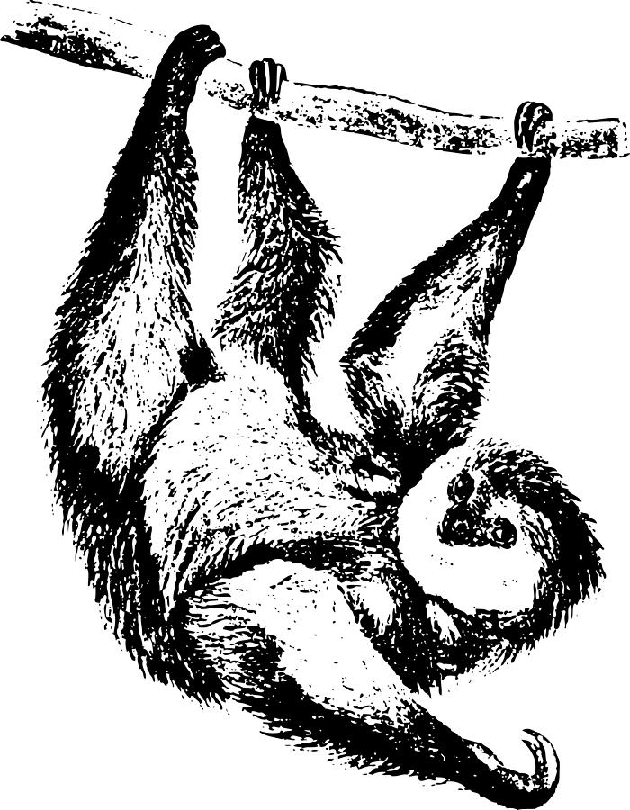 Animal Drawing - Sloth Drawing by    