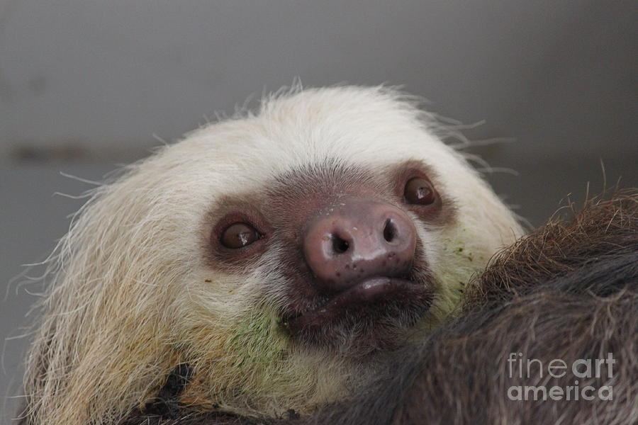 Nature Photograph - Sloth by Erica Hanel